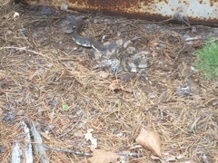 Pituophis melanoleucus melanoleucus