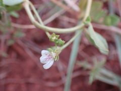 Justicia anagalloides