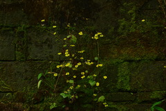 Sinosenecio oldhamianus