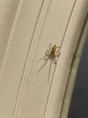 Cheiracanthium mildei