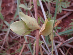 Justicia anagalloides