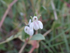 Justicia anagalloides