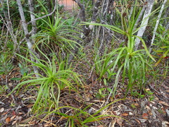 Lomandra insularis