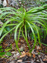 Lomandra insularis