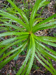 Lomandra insularis