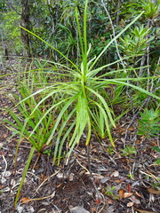 Lomandra insularis