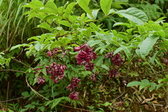 Wisteriopsis reticulata