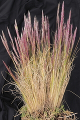 Calamagrostis vicunarum