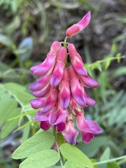 Vicia megalotropis