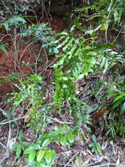 Lygodium reticulatum