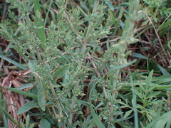 Pollichia campestris