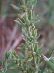 Pollichia campestris