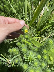 Aspalathus dahlgrenii