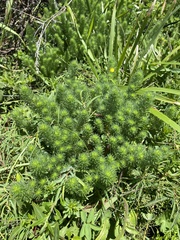 Aspalathus dahlgrenii