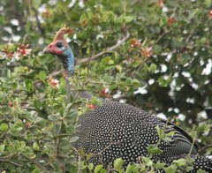 Numida meleagris reichenowi