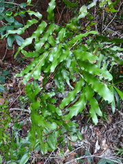 Lygodium reticulatum