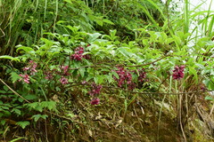 Wisteriopsis reticulata