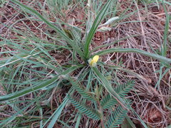 Hypoxis argentea