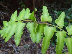 Lygodium reticulatum