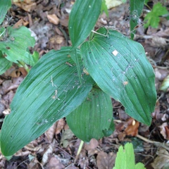 Epipactis