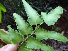 Lygodium reticulatum
