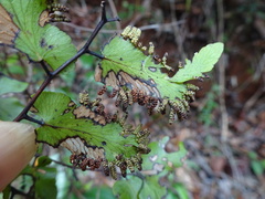 Lygodium reticulatum