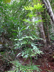 Lygodium reticulatum