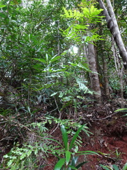 Lygodium reticulatum
