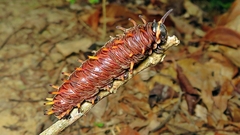 Troidini