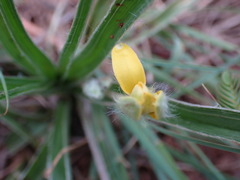 Hypoxis argentea