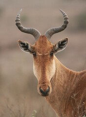 Alcelaphus buselaphus cokii