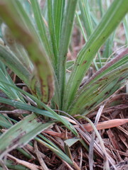 Hypoxis argentea