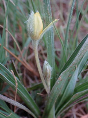 Hypoxis argentea