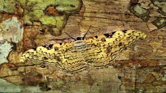 Thysania agrippina