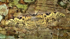 Thysania agrippina