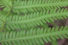 Pteris wallichiana