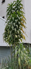 Dracaena