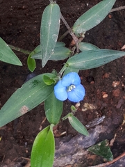 Commelina tuberosa
