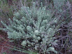 Helichrysum callicomum