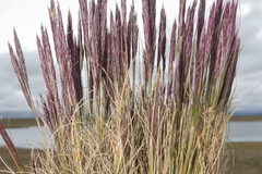 Calamagrostis vicunarum