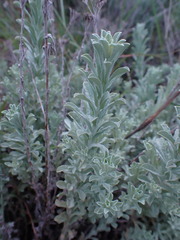 Helichrysum callicomum