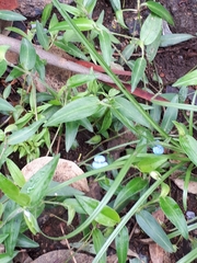 Commelina tuberosa