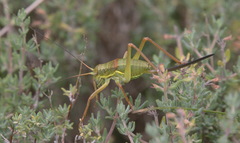 Ephippiger terrestris