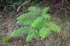 Pteris wallichiana