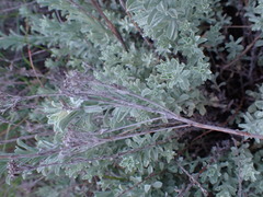 Helichrysum callicomum