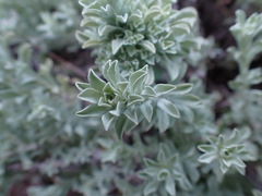 Helichrysum callicomum