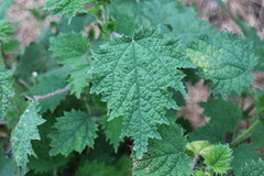 Urtica thunbergiana