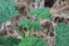 Urtica thunbergiana