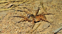 Pavocosa