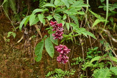 Wisteriopsis reticulata